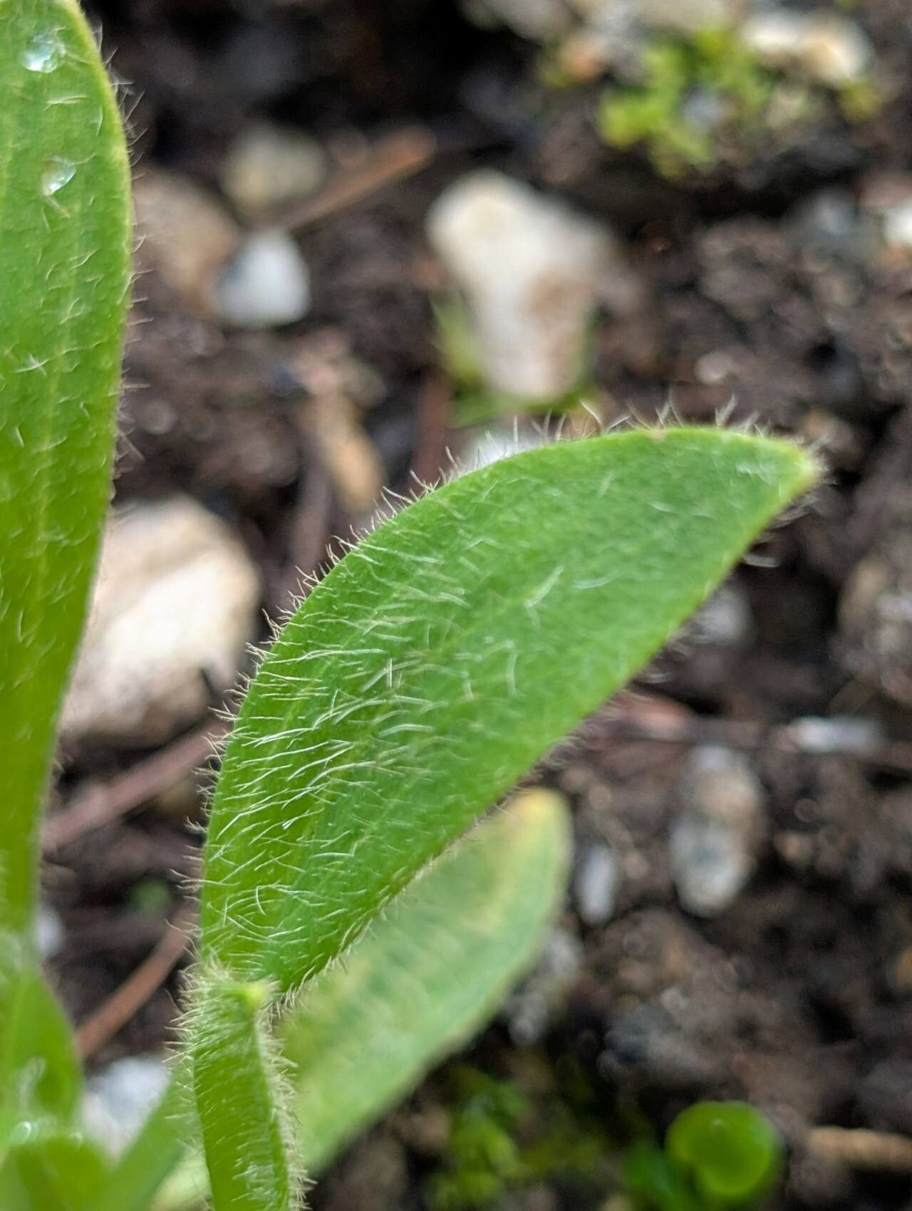 Meconopsis punicea leaf
