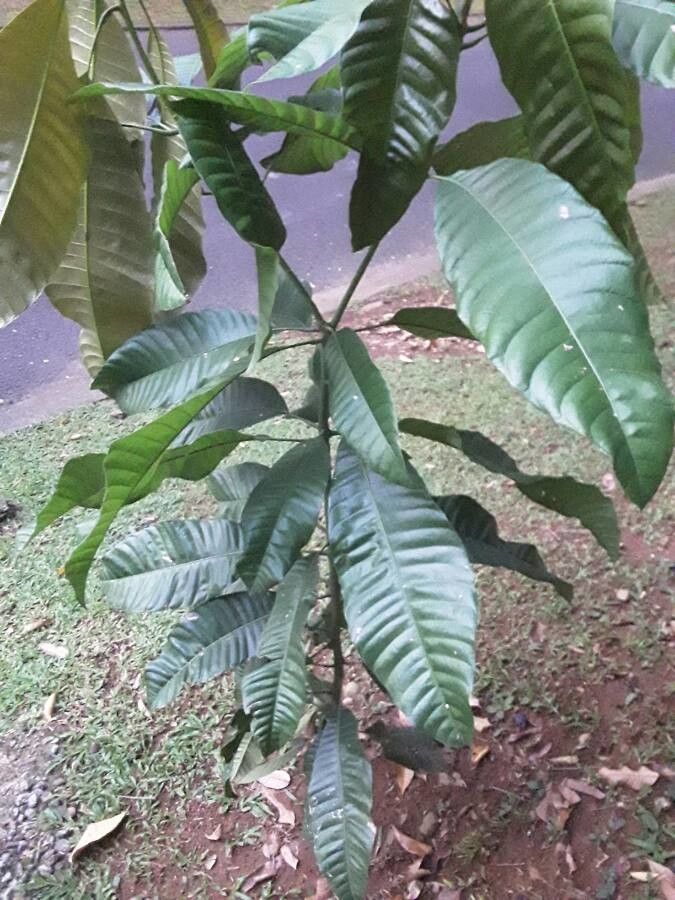 Couma guianensis habit