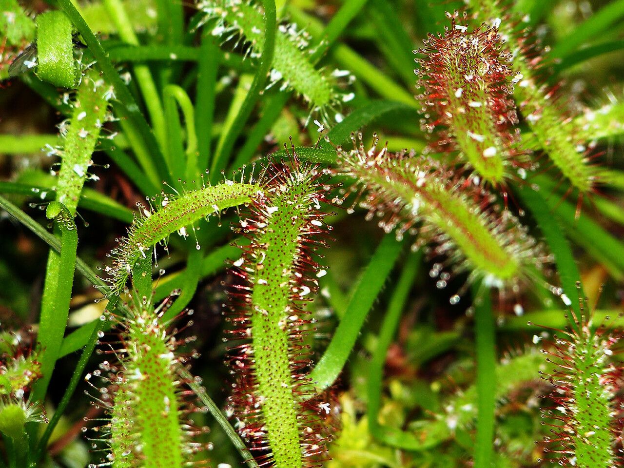 Drosera capensis leaf