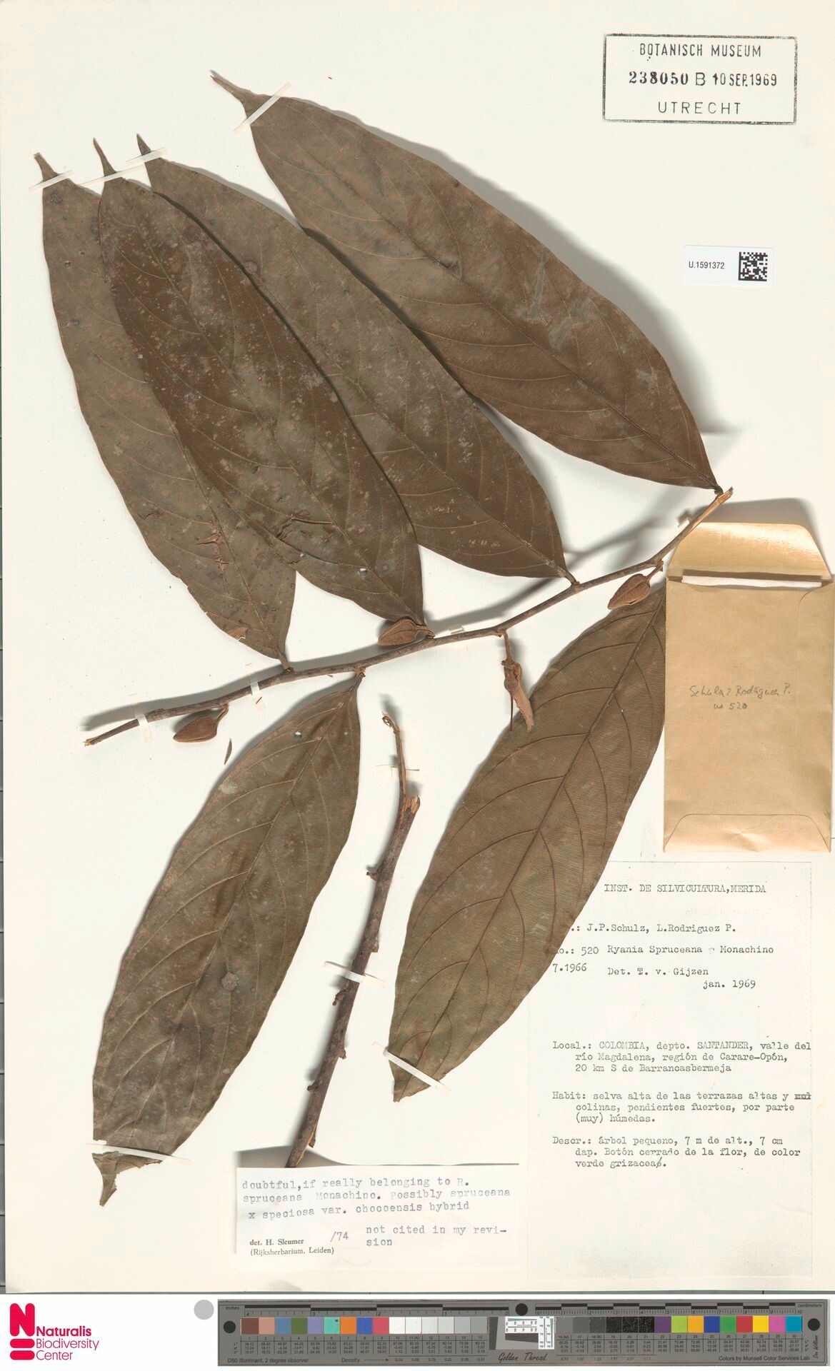 Ryania spruceana leaf