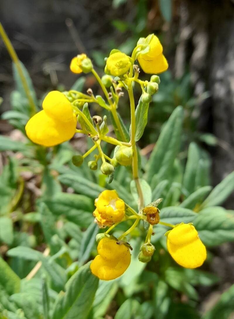 Calceolaria angustifolia flower