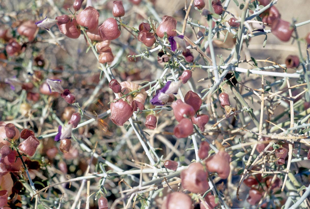 Scutellaria mexicana — houseplant care guide