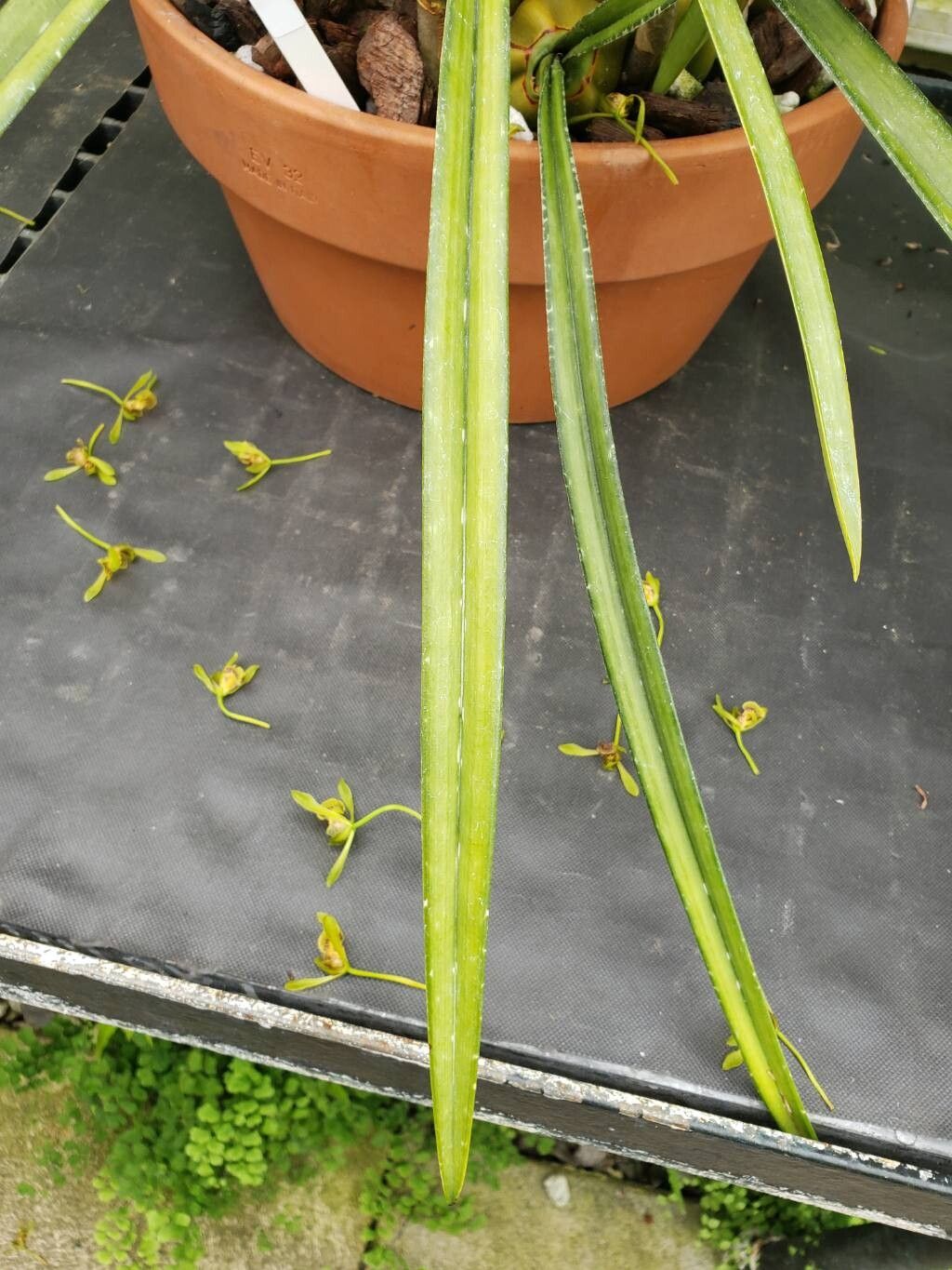 Eulophia calcarata leaf