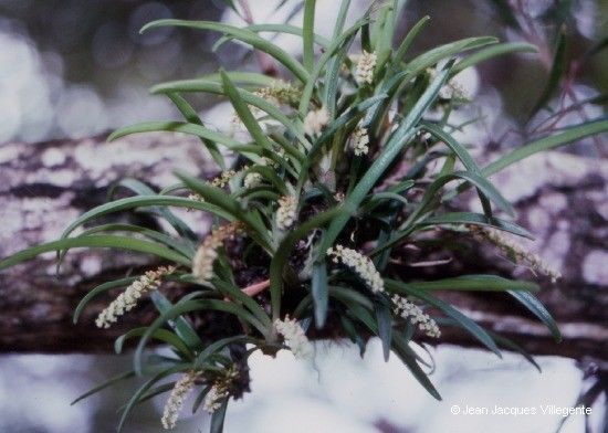 Phreatia sublata — related species from the same genus