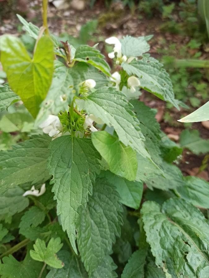 Lamium flexuosum habit