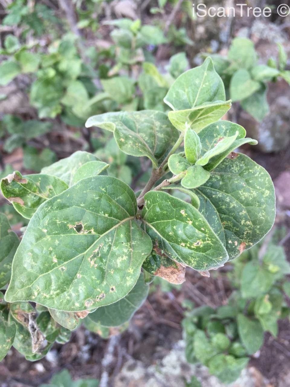 Vangueria parvifolia — houseplant care guide