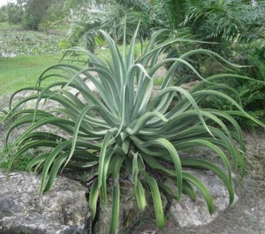 Agave vilmoriniana — search result for 'Agave'