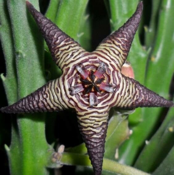 Stapelia cedrimontana flower