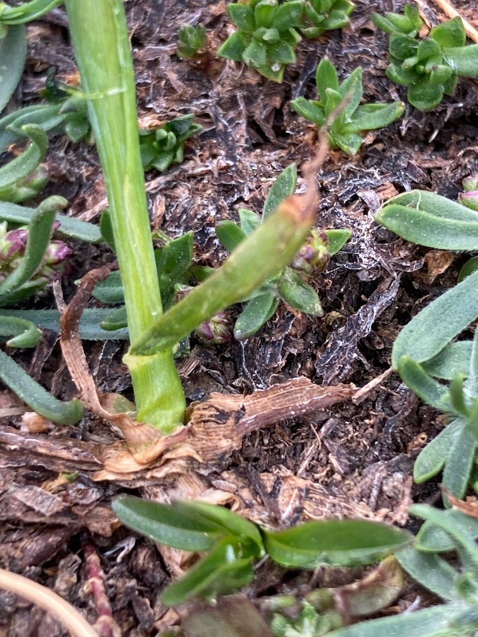 Alopecurus alpinus — related species from the same genus