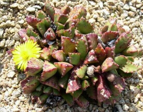 Stomatium ermininum habit