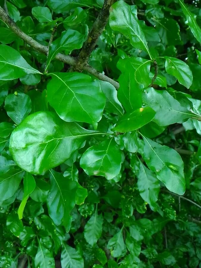 Quercus arkansana leaf