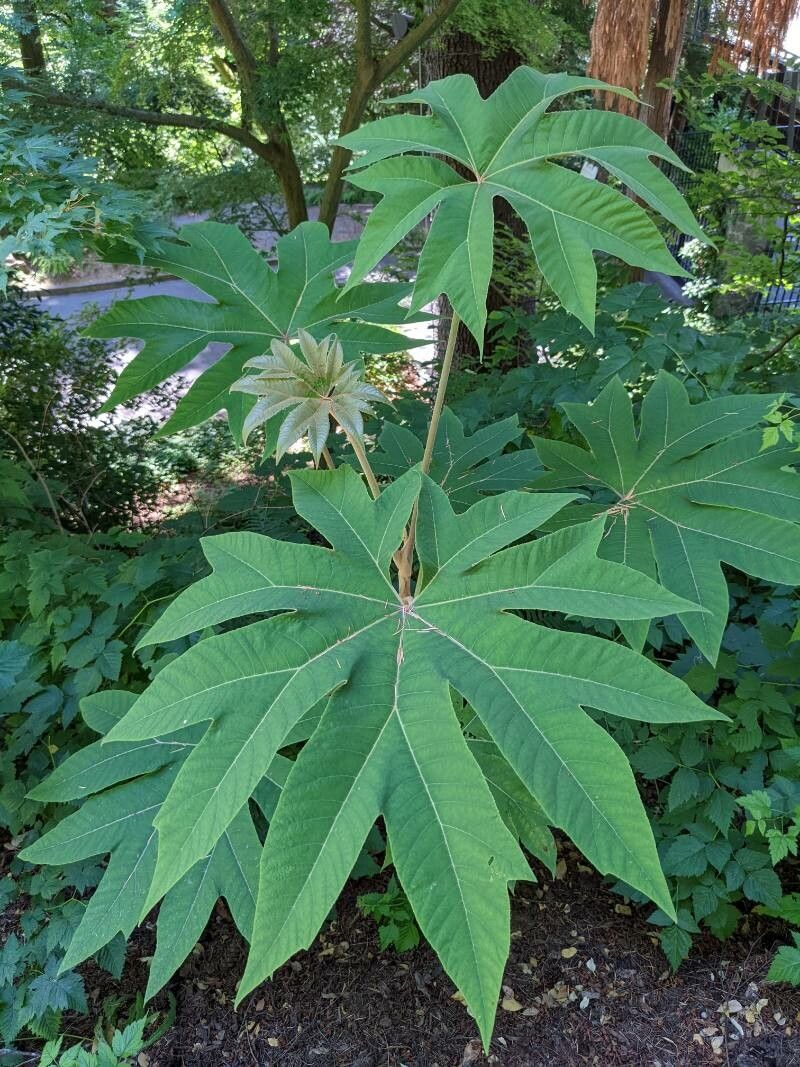 Tetrapanax papyrifer leaf