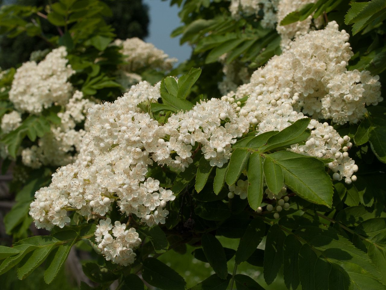 Sorbus hybrida flower