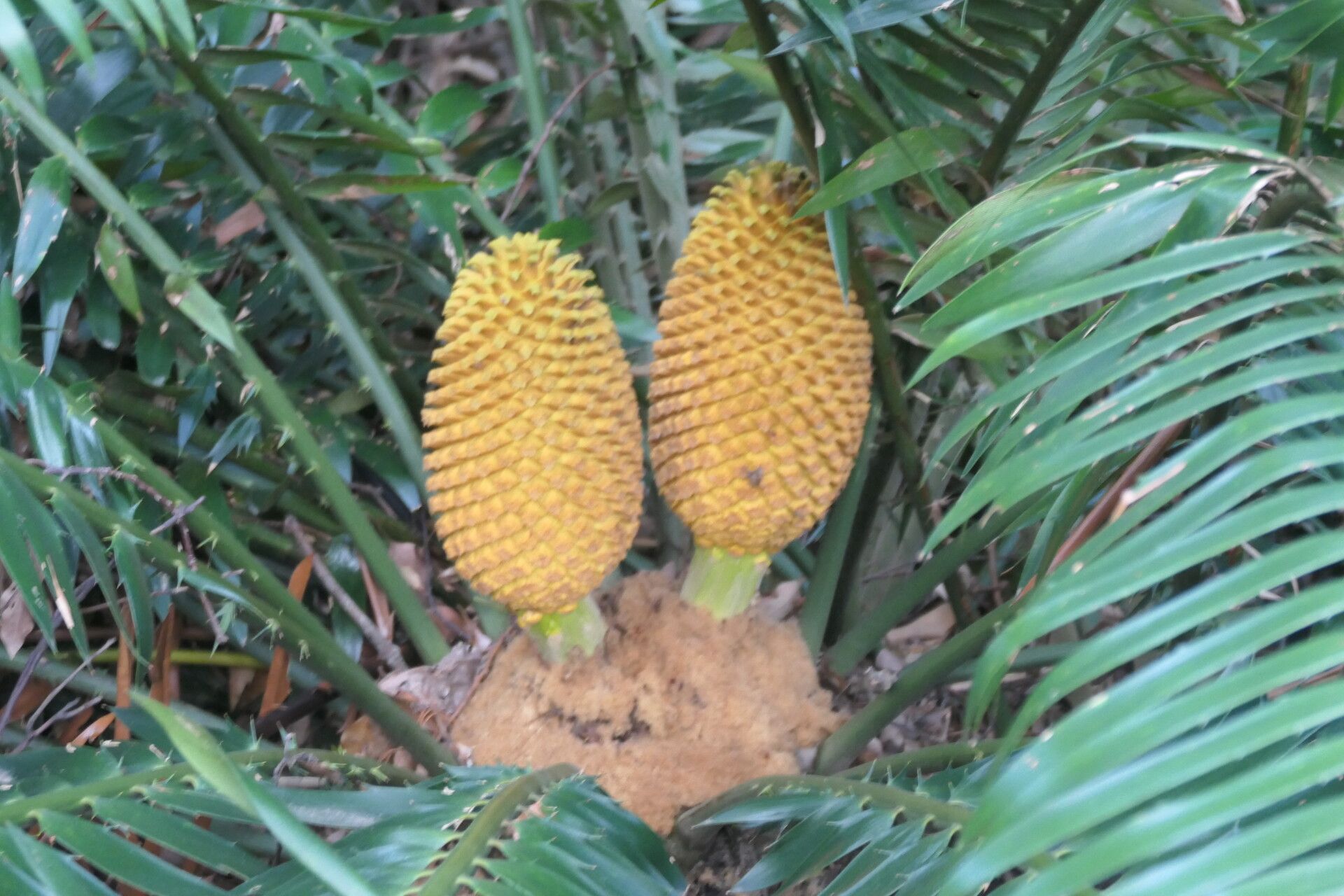 Encephalartos paucidentatus other