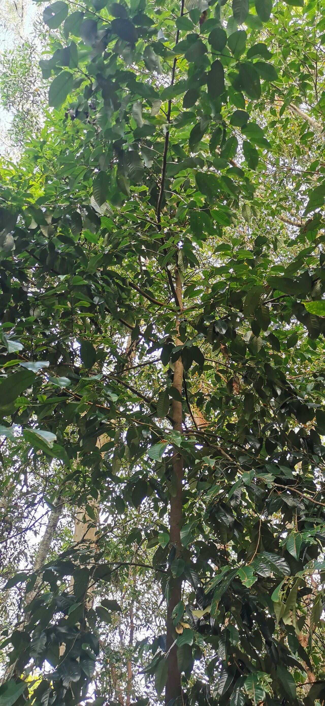 Myristica insipida leaf