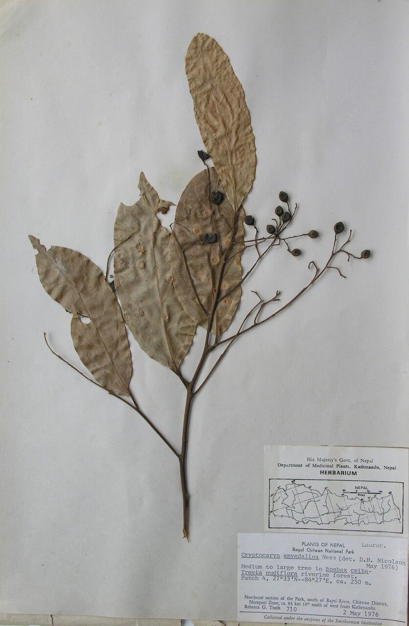 Cryptocarya amygdalina other