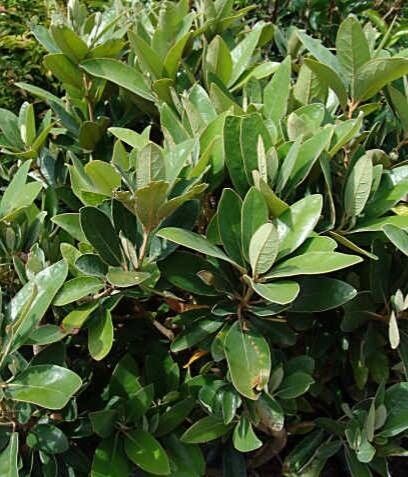 Litsea ferruginea habit