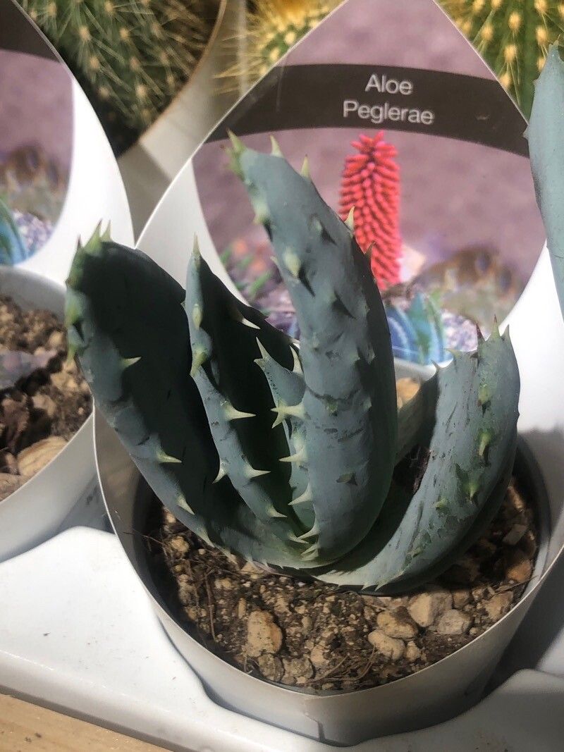 Aloe peglerae — houseplant care guide