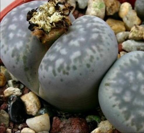 Lithops francisci — search result for 'Lithops'
