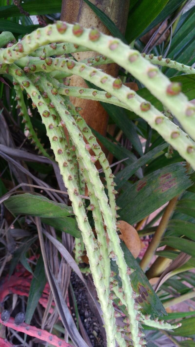 Areca triandra leaf
