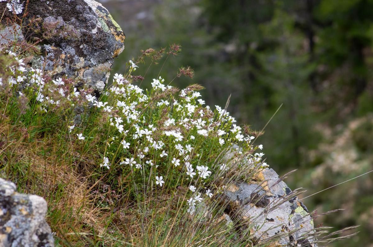 Cerastium stenopetalum habit