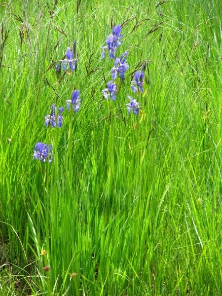 Iris ensata habit