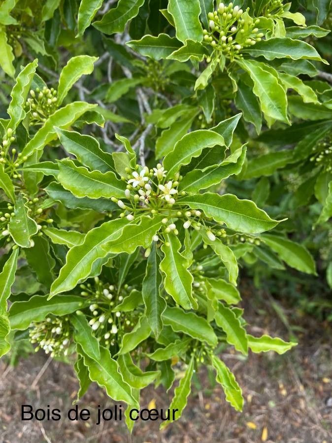 Pittosporum senacia flower