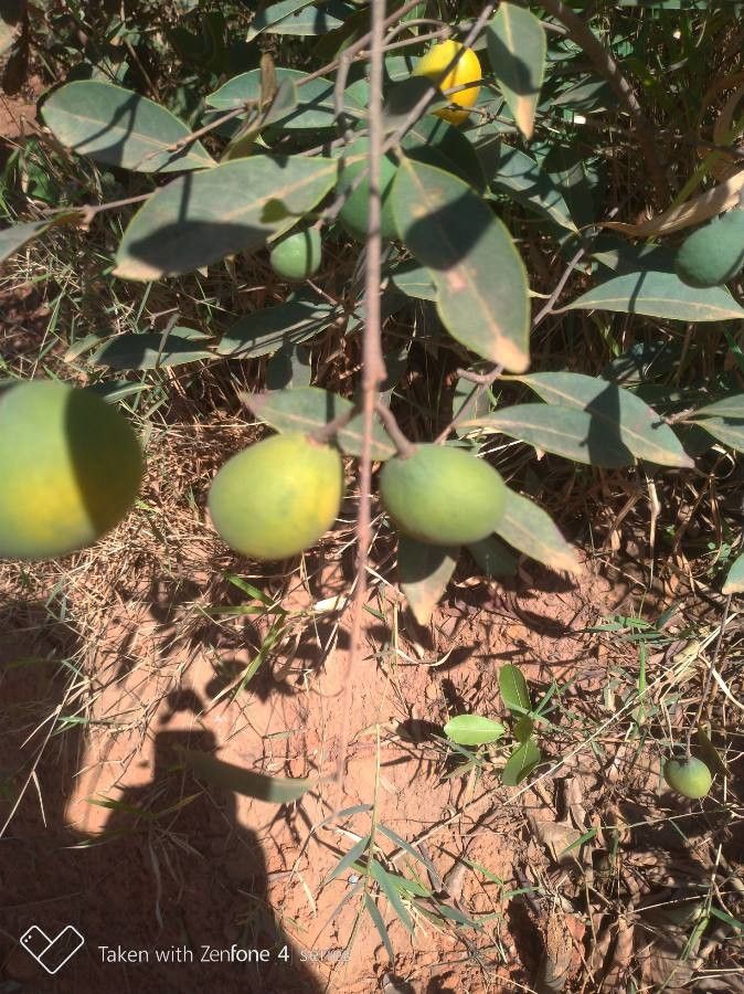 Garcinia brasiliensis fruit