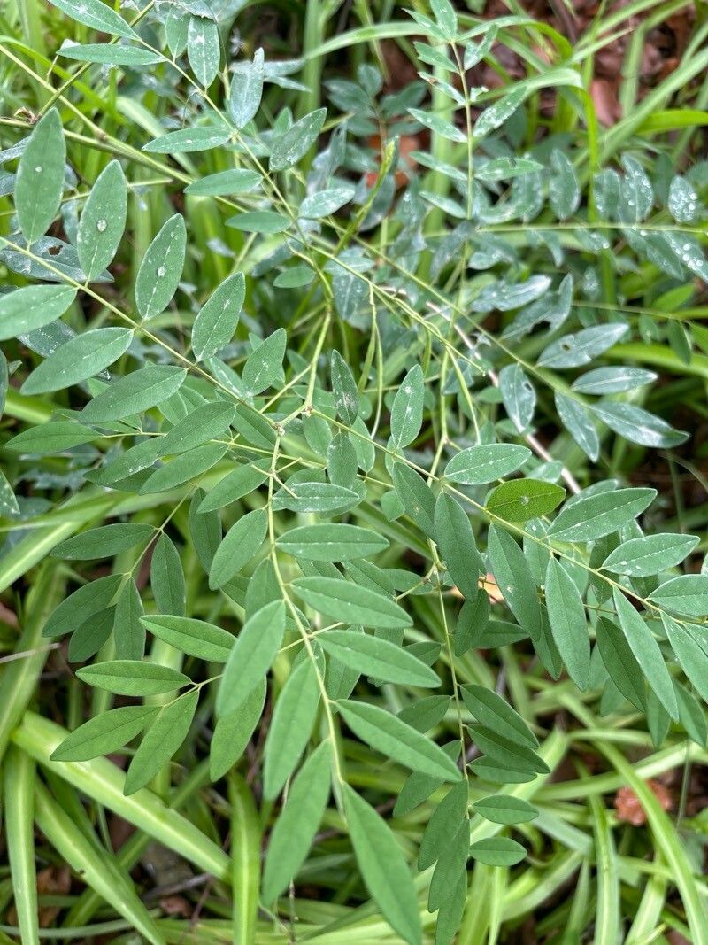 Sophora flavescens leaf