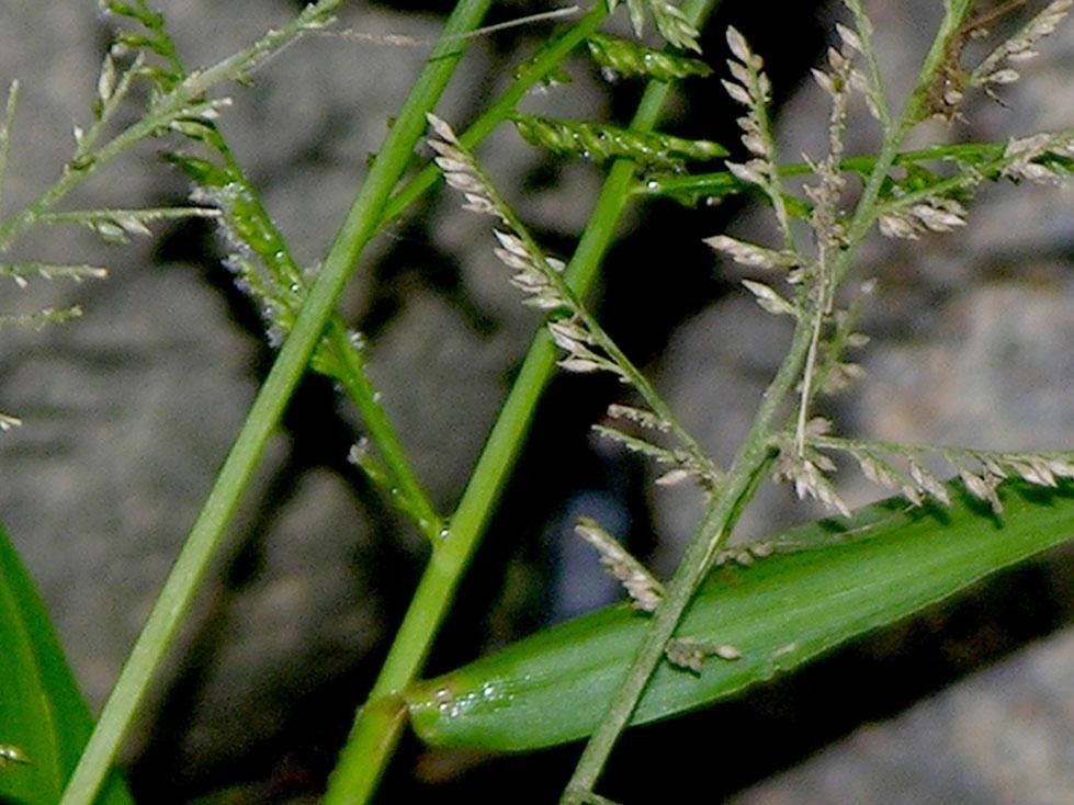 Panicum polygonatum other