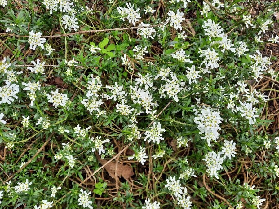Iberis semperflorens habit