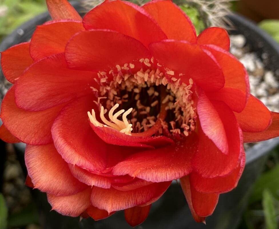 Soehrensia grandiflora flower