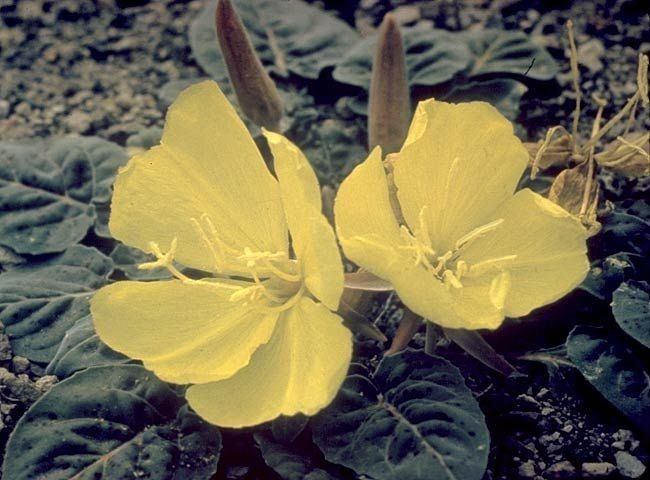 Oenothera xylocarpa flower
