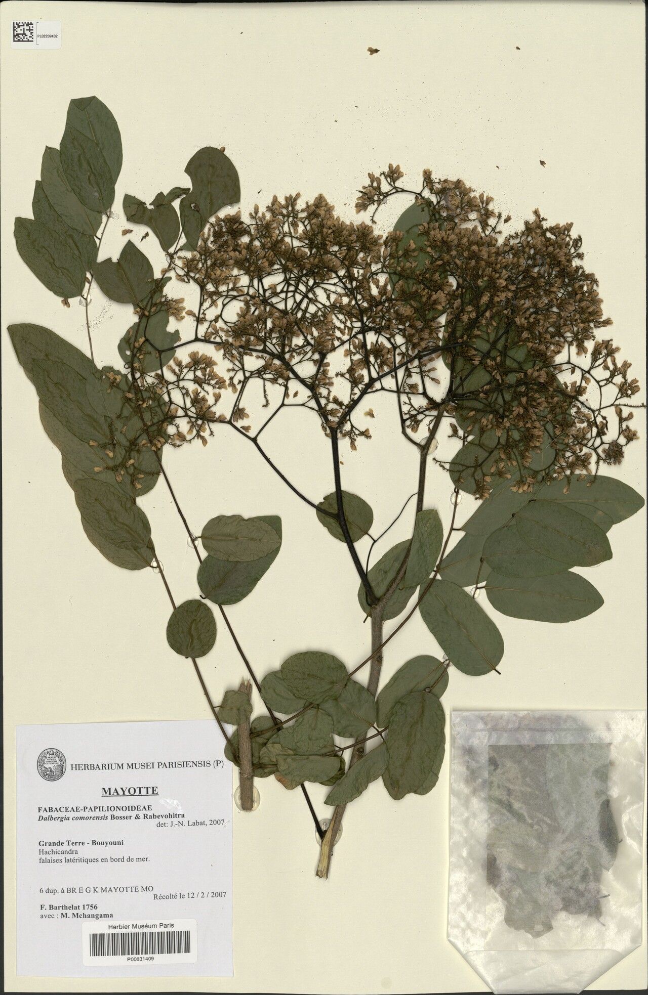 Dalbergia comorensis — houseplant care guide