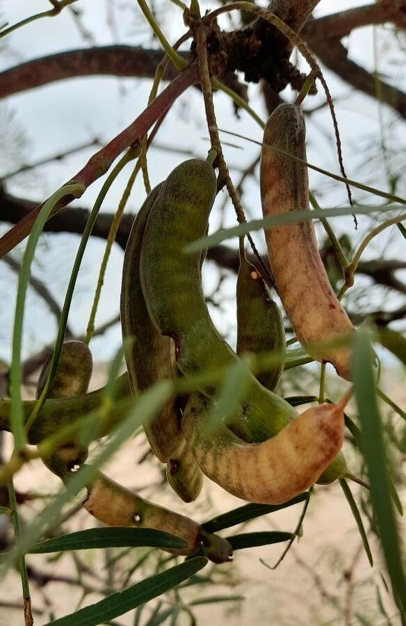 Prosopis chilensis fruit