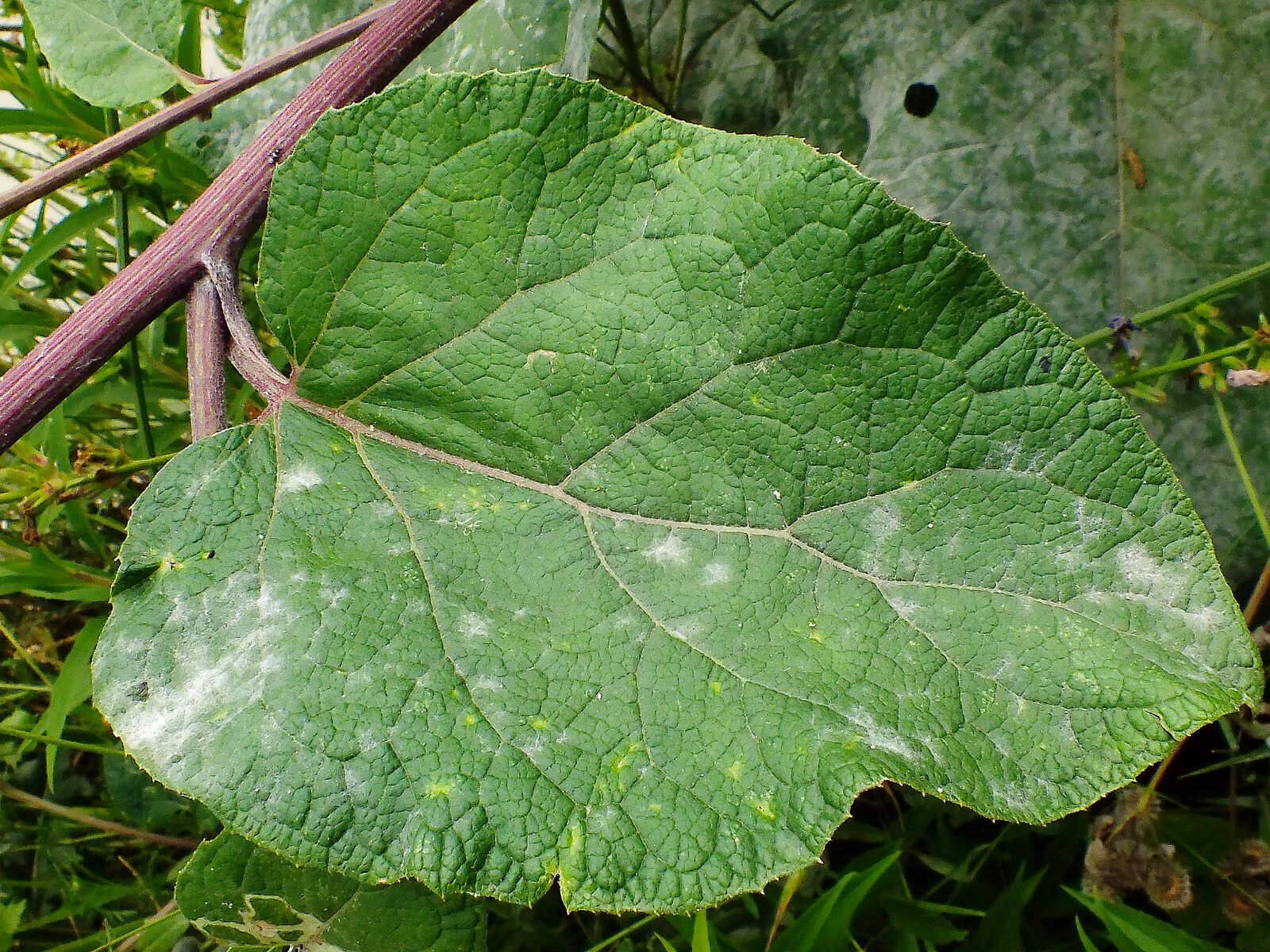 Arctium tomentosum