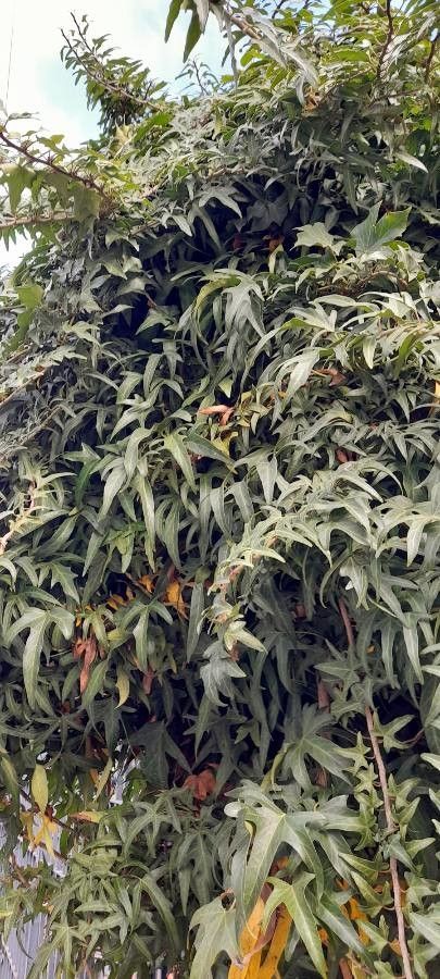 Hedera nepalensis habit