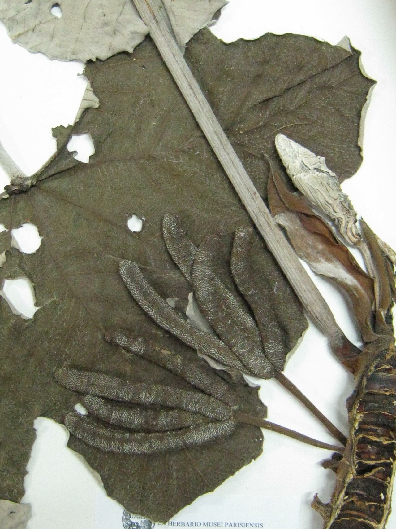 Cecropia obtusa other