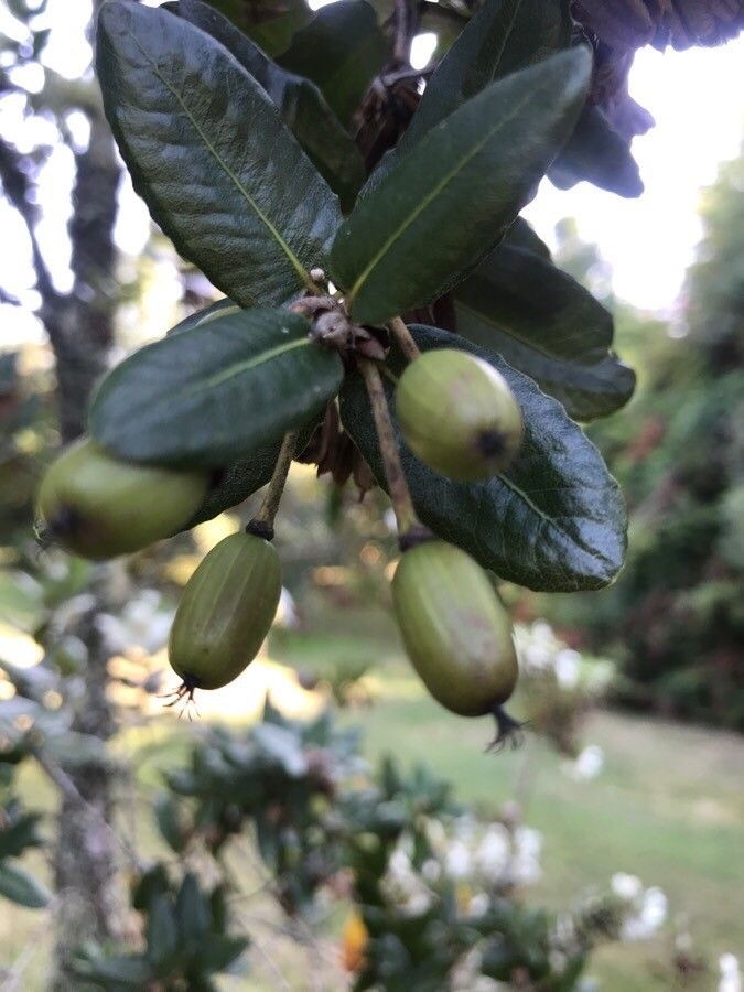 Eucryphia cordifolia fruit