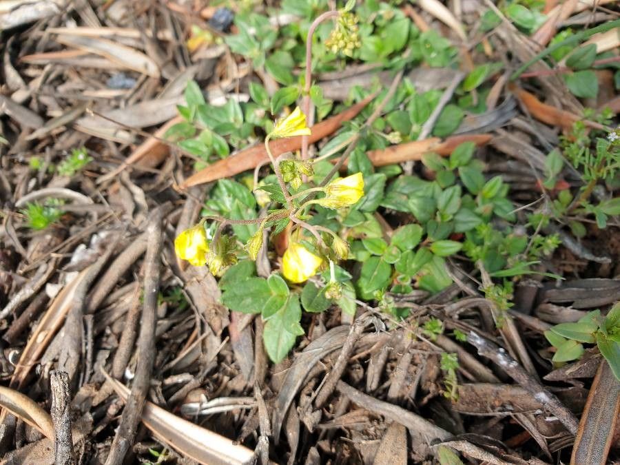 Helianthemum origanifolium flower