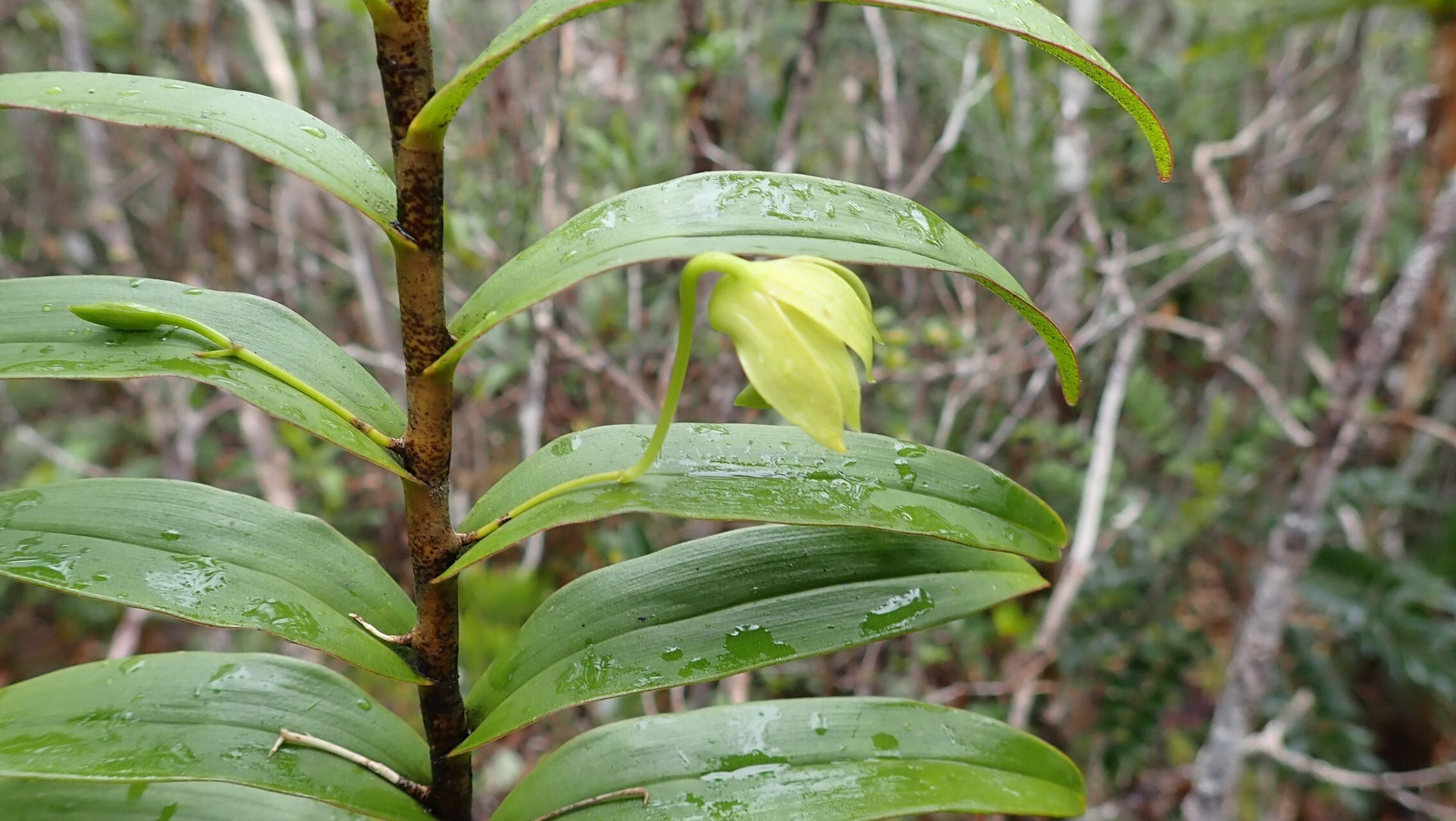 Dendrobium steatoglossum — houseplant care guide