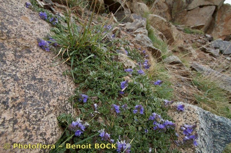 Veronica rosea habit