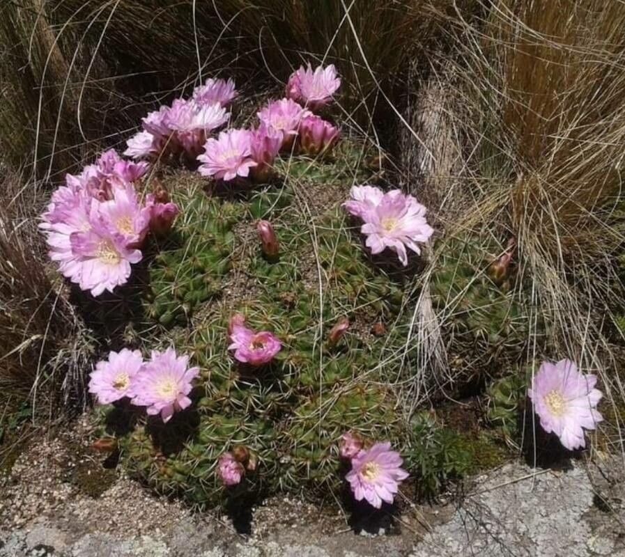 Gymnocalycium monvillei flower