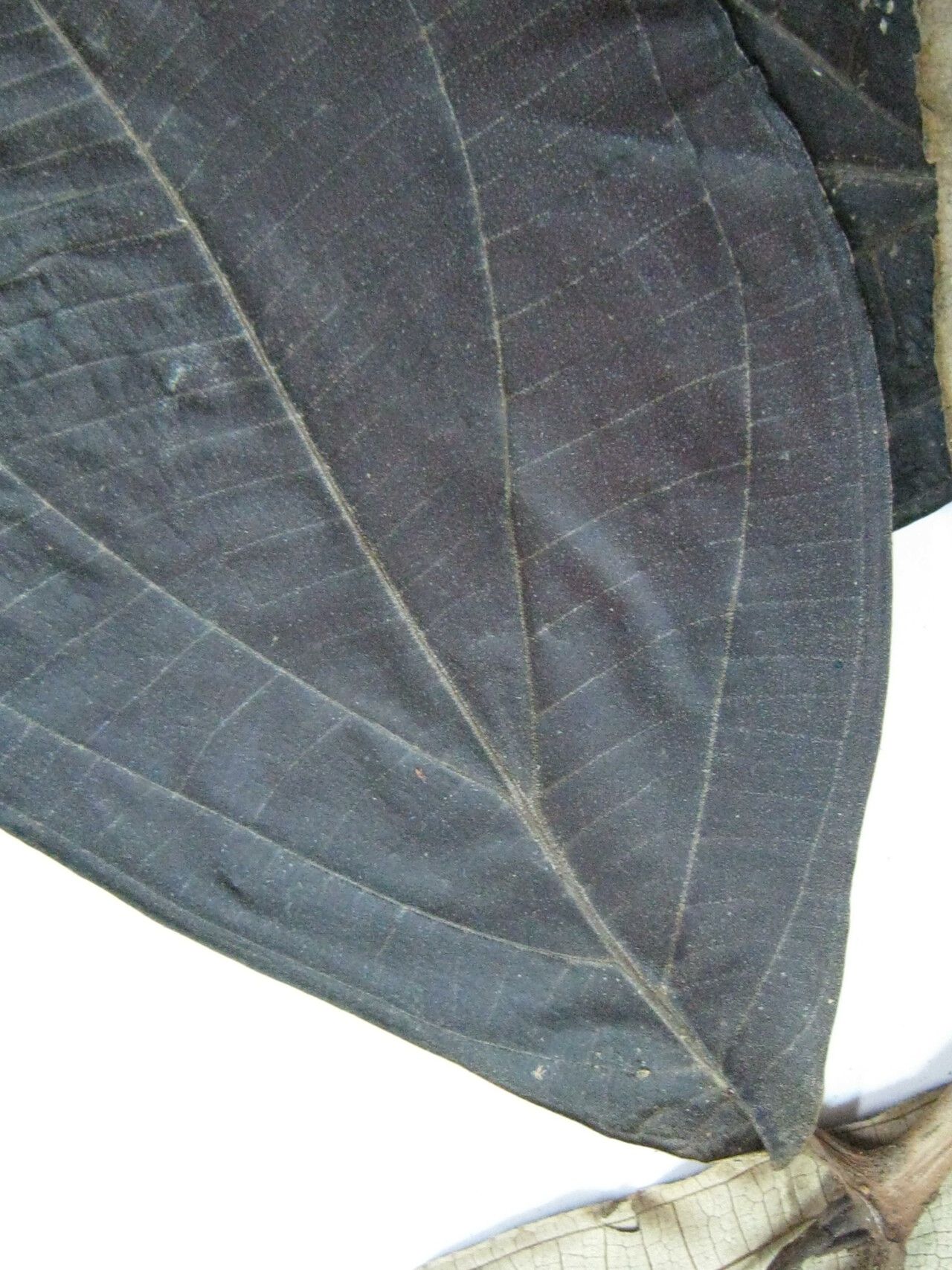 Miconia ampla — houseplant care guide