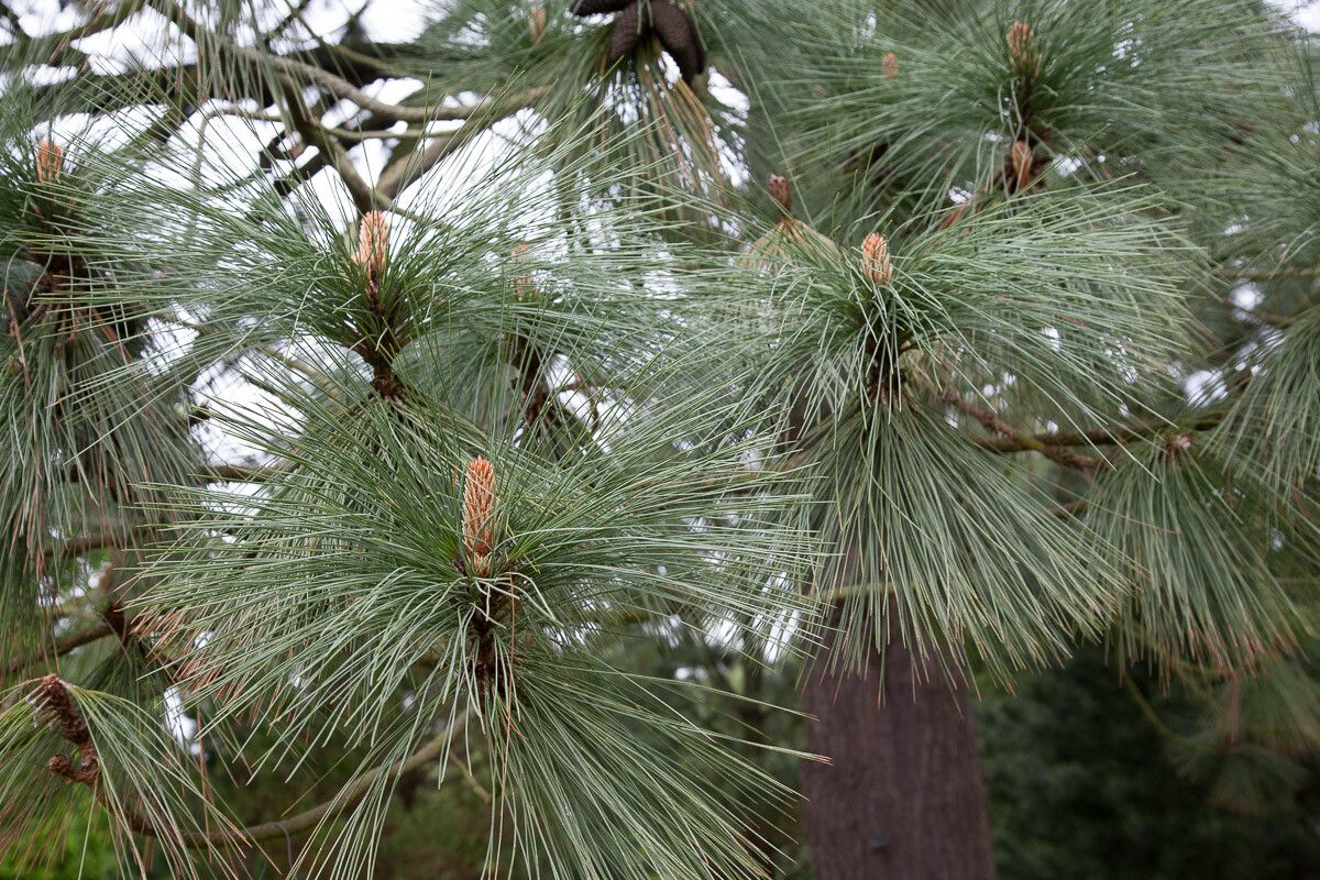 Pinus montezumae — search result for 'Pinaceae'