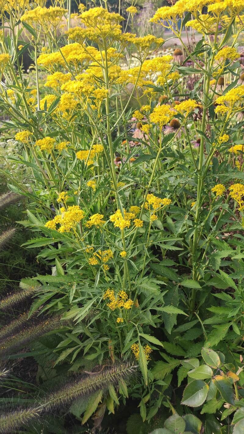 Patrinia scabiosifolia habit