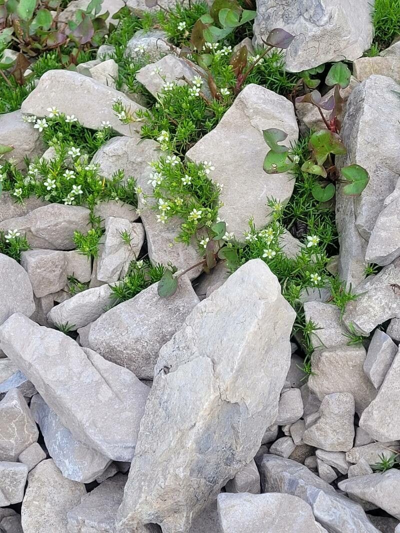 Moehringia ciliata habit