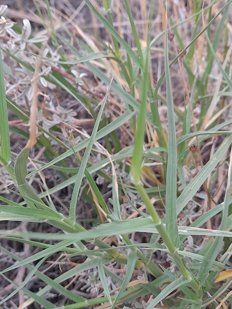 Melica persica — houseplant care guide