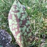 Erythronium americanum