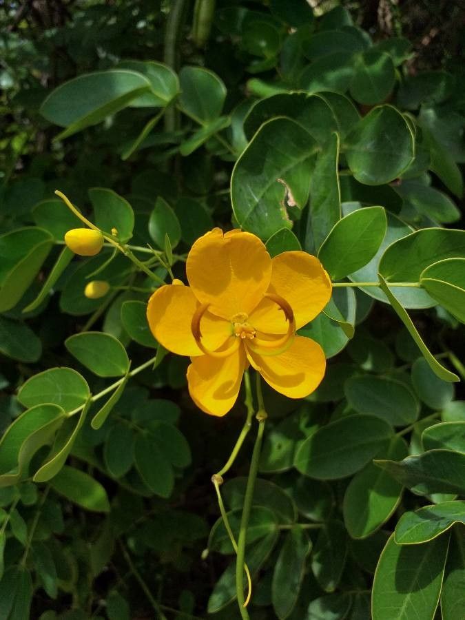 Senna bicapsularis flower